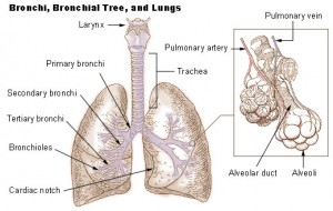 cirugía torácica pulmones